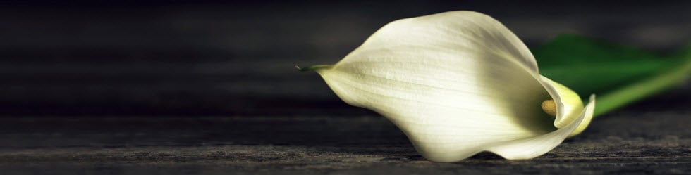 calla lily